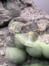 Load image into Gallery viewer, High-Grade Green Wavellite Collectors Specimen - Radiating Botryoidal Crystal Formation - Arkansas, USA
