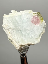 Load image into Gallery viewer, Watermelon Tourmaline on Matrix – Collector Mineral Specimen from Pakistan
