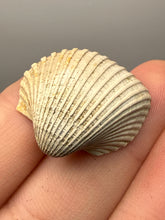 Load image into Gallery viewer, Bivalve (Pelecypoda) Fossil Sea Shell with Calcite Crystals and Chalcopyrite | Mineralized Fossil Specimen | Indonesia
