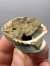 Load image into Gallery viewer, Bivalve (Pelecypoda) Fossil Sea Shell with Chalcopyrite | Mineralized Fossil Specimen | Indonesia
