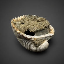 Load image into Gallery viewer, Bivalve (Pelecypoda) Fossil Sea Shell with Chalcopyrite | Mineralized Fossil Specimen | Indonesia
