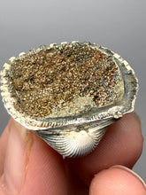 Load image into Gallery viewer, Bivalve (Pelecypoda) Fossil Sea Shell with Chalcopyrite | Mineralized Fossil Specimen | Indonesia
