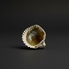 Load image into Gallery viewer, Bivalve (Pelecypoda) Fossil Sea Shell with Chalcopyrite | Mineralized Fossil Specimen | Indonesia
