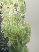 Load image into Gallery viewer, High-Grade Green Wavellite Collectors Specimen - Radiating Botryoidal Crystal Formation - Arkansas, USA
