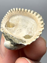 Load image into Gallery viewer, Bivalve (Pelecypoda) Fossil Sea Shell with Chalcopyrite | Mineralized Fossil Specimen | Indonesia
