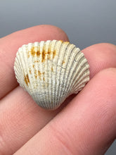 Load image into Gallery viewer, Bivalve (Pelecypoda) Fossil Sea Shell with Chalcopyrite | Mineralized Fossil Specimen | Indonesia
