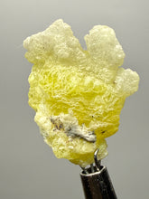 Load image into Gallery viewer, Vibrant Yellow Brucite Thumbnail Mineral Specimen | Collector Crystal from Killa Saifullah District in Balochistan Province, Pakistan
