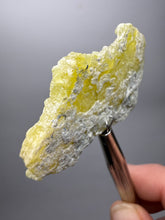Load image into Gallery viewer, Vibrant Yellow Brucite Thumbnail Mineral Specimen | Collector Crystal from Killa Saifullah District in Balochistan Province, Pakistan
