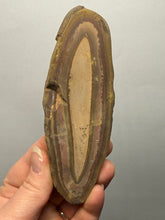 Load image into Gallery viewer, Stromatolite Fossil Slice | Ancient Microbial Reef Structure | Morocco
