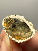 Load image into Gallery viewer, Bivalve (Pelecypoda) Fossil Sea Shell with Chalcopyrite | Mineralized Fossil Specimen | Indonesia
