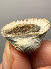 Load image into Gallery viewer, Bivalve (Pelecypoda) Fossil Sea Shell with Chalcopyrite | Mineralized Fossil Specimen | Indonesia
