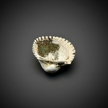 Load image into Gallery viewer, Bivalve (Pelecypoda) Fossil Sea Shell with Chalcopyrite | Mineralized Fossil Specimen | Indonesia
