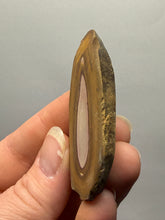 Load image into Gallery viewer, Stromatolite Fossil Slice | Ancient Microbial Reef Structure | Morocco
