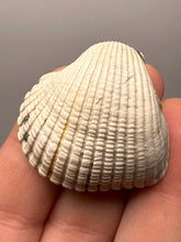 Load image into Gallery viewer, Bivalve (Pelecypoda) Fossil Sea Shell with Chalcopyrite | Mineralized Fossil Specimen | Indonesia
