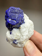 Load image into Gallery viewer, Afghan Lazurite Specimen | Deep Blue Lapis-Grade Crystal on Matrix | Collector Display Mineral
