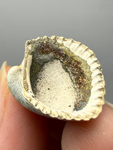 Load image into Gallery viewer, Bivalve (Pelecypoda) Fossil Sea Shell with Chalcopyrite | Mineralized Fossil Specimen | Indonesia
