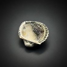 Load image into Gallery viewer, Bivalve (Pelecypoda) Fossil Sea Shell with Chalcopyrite | Mineralized Fossil Specimen | Indonesia
