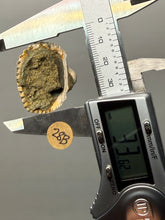 Load image into Gallery viewer, Bivalve (Pelecypoda) Fossil Sea Shell with Chalcopyrite | Mineralized Fossil Specimen | Indonesia
