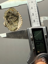 Load image into Gallery viewer, Bivalve (Pelecypoda) Fossil Sea Shell with Chalcopyrite | Mineralized Fossil Specimen | Indonesia

