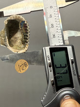 Load image into Gallery viewer, Bivalve (Pelecypoda) Fossil Sea Shell with Chalcopyrite | Mineralized Fossil Specimen | Indonesia
