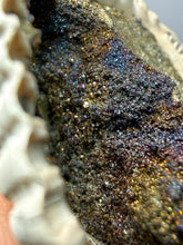 Load image into Gallery viewer, Bivalve (Pelecypoda) Fossil Sea Shell with Chalcopyrite | Mineralized Fossil Specimen | Indonesia
