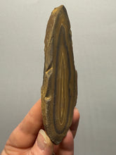 Load image into Gallery viewer, Stromatolite Fossil Slice | Ancient Microbial Reef Structure | Morocco
