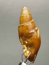 Load image into Gallery viewer, Agatized Gastropod Fossil Specimen | Morocco

