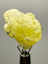 Load image into Gallery viewer, Vibrant Yellow Brucite Thumbnail Mineral Specimen | Collector Crystal from Killa Saifullah District in Balochistan Province, Pakistan
