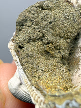 Load image into Gallery viewer, Bivalve (Pelecypoda) Fossil Sea Shell with Chalcopyrite | Mineralized Fossil Specimen | Indonesia
