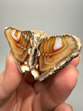 Load image into Gallery viewer, High-Grade Indonesian Sumatra Agate Pair – Vibrant Banded Chalcedony with Rich Color Zoning | Ethical Lapidary &amp; Collector Display Specimens
