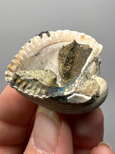 Load image into Gallery viewer, Bivalve (Pelecypoda) Fossil Sea Shell with Chalcopyrite | Mineralized Fossil Specimen | Indonesia
