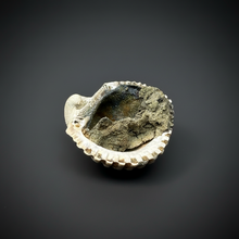 Load image into Gallery viewer, Bivalve (Pelecypoda) Fossil Sea Shell with Chalcopyrite | Mineralized Fossil Specimen | Indonesia
