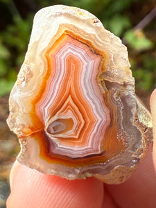 High-Grade Parallax Banded Laguna Agate – Bright Orange, Red, & White Banding from Mexico