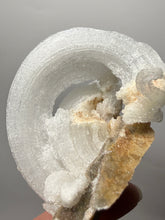 Load image into Gallery viewer, Moroccan Ram’s Horn Selenite (Gypsum) Crystal Display Specimen
