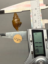 Load image into Gallery viewer, Agatized Gastropod Fossil Specimen | Morocco
