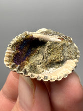 Load image into Gallery viewer, Bivalve (Pelecypoda) Fossil Sea Shell with Chalcopyrite | Mineralized Fossil Specimen | Indonesia
