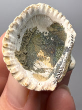Load image into Gallery viewer, Bivalve (Pelecypoda) Fossil Sea Shell with Chalcopyrite | Mineralized Fossil Specimen | Indonesia
