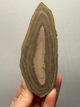 Load image into Gallery viewer, Stromatolite Fossil Slice | Ancient Microbial Reef Structure | Morocco
