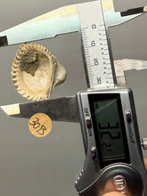 Load image into Gallery viewer, Bivalve (Pelecypoda) Fossil Sea Shell with Chalcopyrite | Mineralized Fossil Specimen | Indonesia
