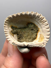 Load image into Gallery viewer, Bivalve (Pelecypoda) Fossil Sea Shell with Chalcopyrite | Mineralized Fossil Specimen | Indonesia
