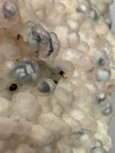Load image into Gallery viewer, Blue-Green Chrysocolla in Botryoidal Chalcedony Cabinet Specimen | Indonesia
