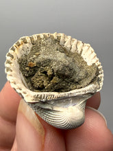 Load image into Gallery viewer, Bivalve (Pelecypoda) Fossil Sea Shell with Chalcopyrite | Mineralized Fossil Specimen | Indonesia
