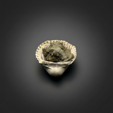 Load image into Gallery viewer, Bivalve (Pelecypoda) Fossil Sea Shell with Chalcopyrite | Mineralized Fossil Specimen | Indonesia
