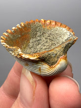 Load image into Gallery viewer, Bivalve (Pelecypoda) Fossil Sea Shell with Chalcopyrite | Mineralized Fossil Specimen | Indonesia
