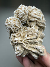 Load image into Gallery viewer, Desert Rose Selenite (Gypsum) — Mineral Display Specimen | Mexico
