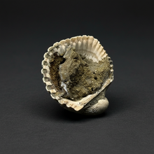 Load image into Gallery viewer, Bivalve (Pelecypoda) Fossil Sea Shell with Chalcopyrite | Mineralized Fossil Specimen | Indonesia

