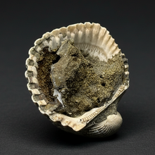 Load image into Gallery viewer, Bivalve (Pelecypoda) Fossil Sea Shell with Chalcopyrite | Mineralized Fossil Specimen | Indonesia
