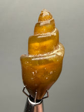 Load image into Gallery viewer, Agatized Gastropod Fossil Specimen | Morocco
