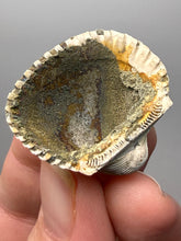 Load image into Gallery viewer, Bivalve (Pelecypoda) Fossil Sea Shell with Chalcopyrite | Mineralized Fossil Specimen | Indonesia
