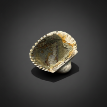 Load image into Gallery viewer, Bivalve (Pelecypoda) Fossil Sea Shell with Chalcopyrite | Mineralized Fossil Specimen | Indonesia
